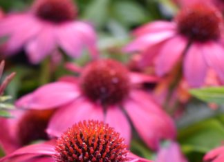 CSU RESEARCH: First Year Perennials with Superior Flowering from 2021 Perennial Trials