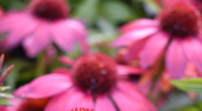 CSU RESEARCH: First Year Perennials with Superior Flowering from 2021 Perennial Trials