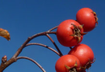 Top 10 Waterwise Trees and Shrubs