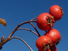 Top 10 Waterwise Trees and Shrubs