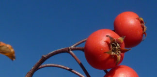 Top 10 Waterwise Trees and Shrubs