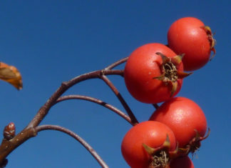 Top 10 Waterwise Trees and Shrubs