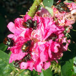 Top Host Plants Preferred by Japanese Beetles