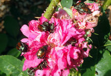 Top Host Plants Preferred by Japanese Beetles