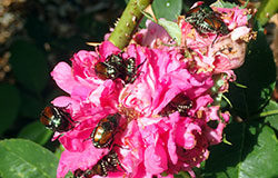 Top Host Plants Preferred by Japanese Beetles