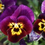 CSU RESEARCH: 2021-22 Cool Season Trials Top Picks for Off-Season Color