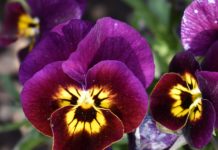 CSU RESEARCH: 2021-22 Cool Season Trials Top Picks for Off-Season Color