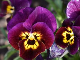 CSU RESEARCH: 2021-22 Cool Season Trials Top Picks for Off-Season Color