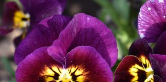 CSU RESEARCH: 2021-22 Cool Season Trials Top Picks for Off-Season Color