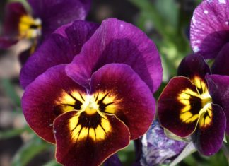 CSU RESEARCH: 2021-22 Cool Season Trials Top Picks for Off-Season Color