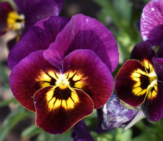 CSU RESEARCH: 2021-22 Cool Season Trials Top Picks for Off-Season Color