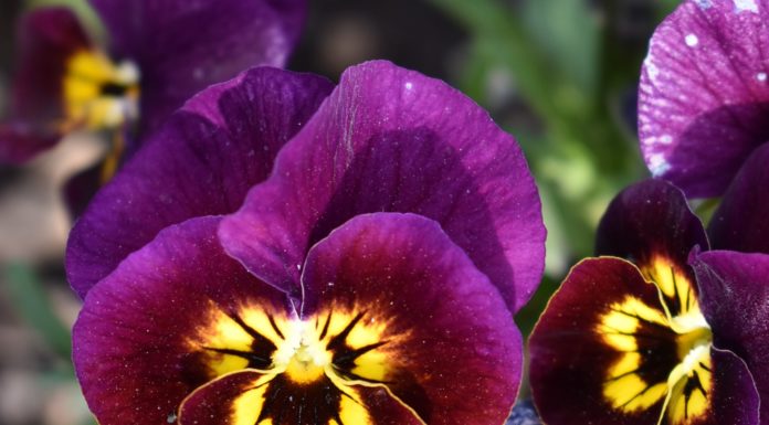 CSU RESEARCH: 2021-22 Cool Season Trials Top Picks for Off-Season Color