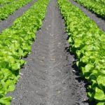 Overtime Rules for Agriculture Go into Effect November 2022
