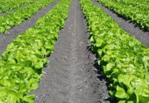 Overtime Rules for Agriculture Go into Effect November 2022