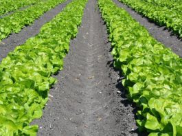 Overtime Rules for Agriculture Go into Effect November 2022