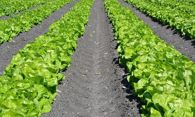 Overtime Rules for Agriculture Go into Effect November 2022