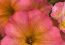 Top 12 Waterwise and Colorful Annuals