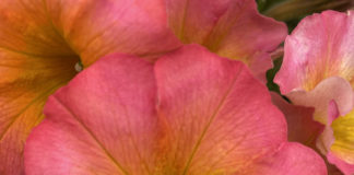 Top 12 Waterwise and Colorful Annuals