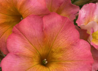 Top 12 Waterwise and Colorful Annuals