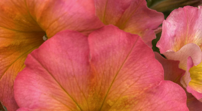 Top 12 Waterwise and Colorful Annuals