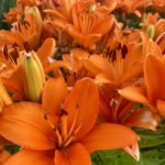 CSU RESEARCH: Update – Some Proven Herbaceous Perennials from CSU Trials