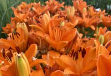 CSU RESEARCH: Update – Some Proven Herbaceous Perennials from CSU Trials