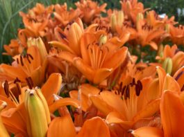 CSU RESEARCH: Update – Some Proven Herbaceous Perennials from CSU Trials