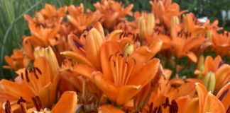 CSU RESEARCH: Update – Some Proven Herbaceous Perennials from CSU Trials