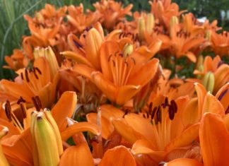 CSU RESEARCH: Update – Some Proven Herbaceous Perennials from CSU Trials