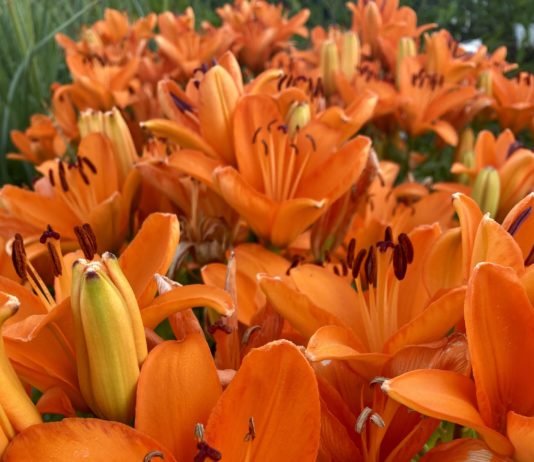 CSU RESEARCH: Update – Some Proven Herbaceous Perennials from CSU Trials