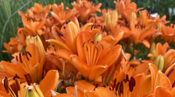 CSU RESEARCH: Update – Some Proven Herbaceous Perennials from CSU Trials