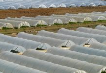 Plant Supply was Drying Up 10 Years Before Pandemic