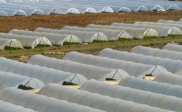Plant Supply was Drying Up 10 Years Before Pandemic