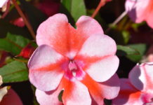 Eight Top Picks from CSU Annual Trials