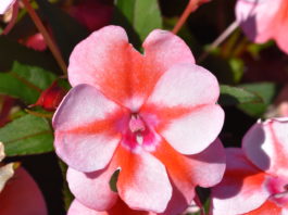 Eight Top Picks from CSU Annual Trials