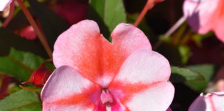 Eight Top Picks from CSU Annual Trials