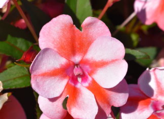 Eight Top Picks from CSU Annual Trials