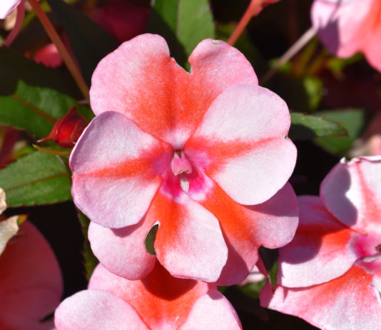 Eight Top Picks from CSU Annual Trials