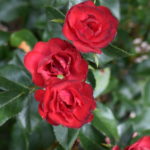 CSU Research: “Top Performer” Perennials from the 2022 CSU Flower Trial