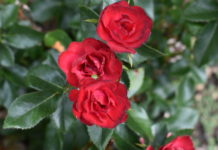 CSU Research: “Top Performer” Perennials from the 2022 CSU Flower Trial