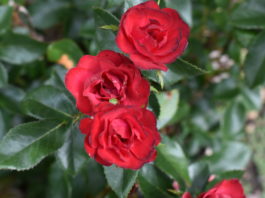 CSU Research: “Top Performer” Perennials from the 2022 CSU Flower Trial