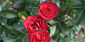 CSU Research: “Top Performer” Perennials from the 2022 CSU Flower Trial