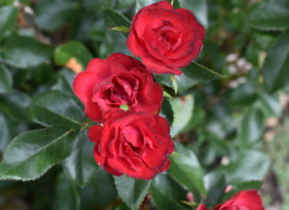 CSU Research: “Top Performer” Perennials from the 2022 CSU Flower Trial