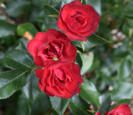 CSU Research: “Top Performer” Perennials from the 2022 CSU Flower Trial