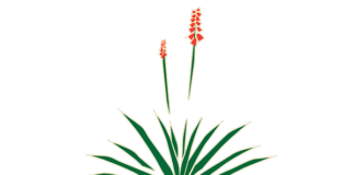 Member Profile – Durango Nursery