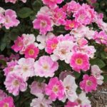 Woody Plant Research Update for 2023