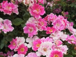 Woody Plant Research Update for 2023