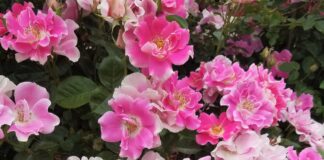 Woody Plant Research Update for 2023