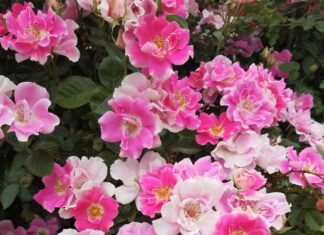 Woody Plant Research Update for 2023