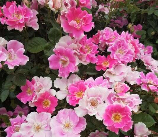 Woody Plant Research Update for 2023